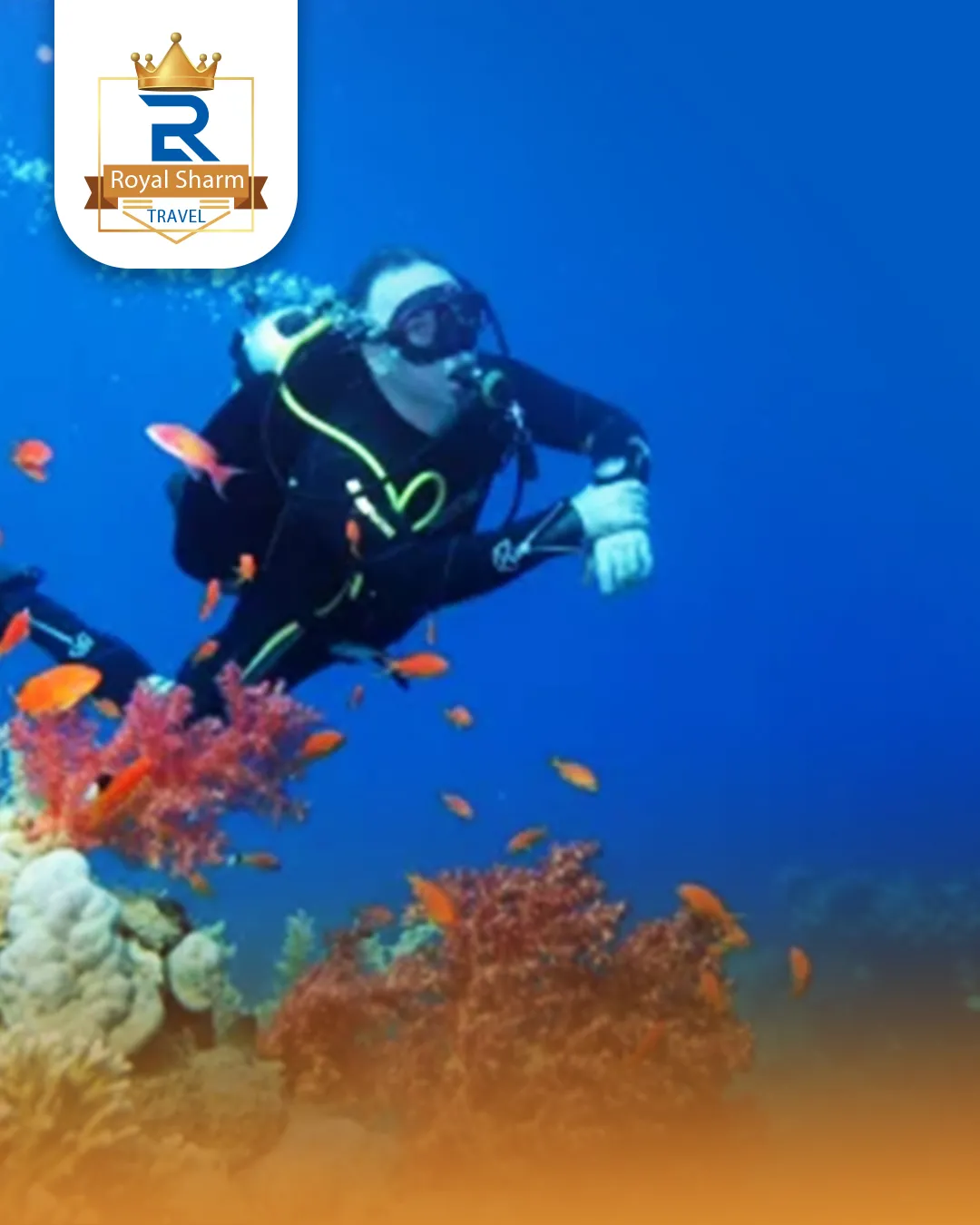 Full Diving Day at Ras Mohamed National Park – 2 Boat Dives