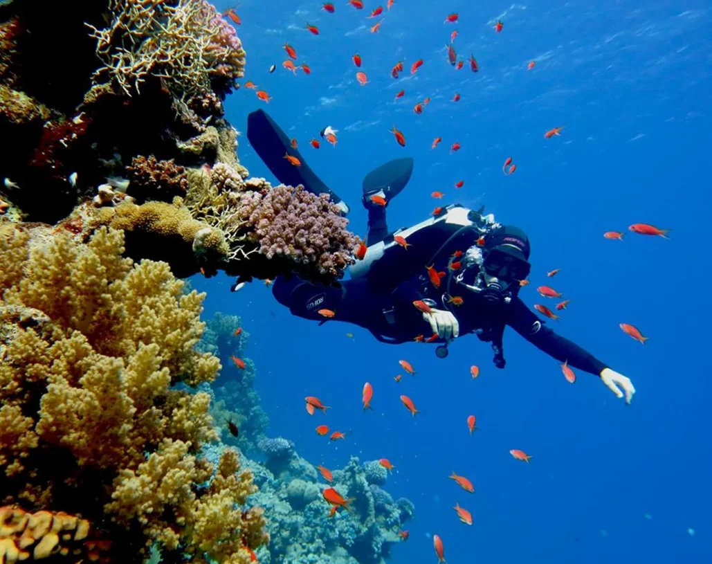 Scuba diver exploring vibrant coral reef with schooling reddish-orange fish in Sharm El Sheikh.
